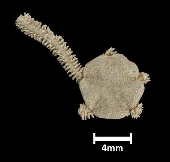 Media type: image;   Invertebrate Zoology OPH-1323 Description: Top down view of single ophiuroid specimen, 4 arms missing, with a scale bar.Inside surface of ophiuroid arms with a scale bar.;  Aspect: dorsal
